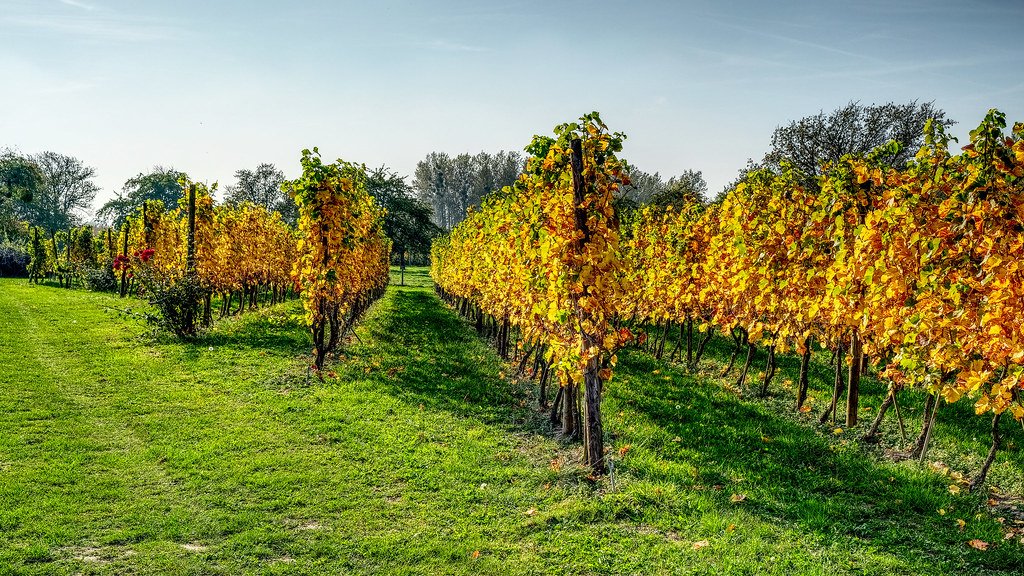 Vineyard
