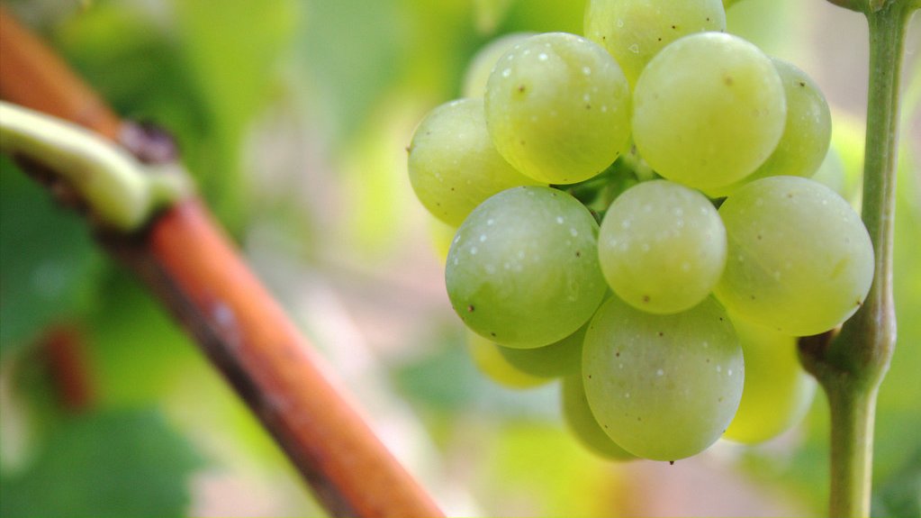 Grapes